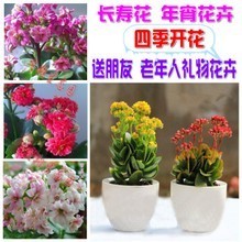 花期最長的花 綠植園藝中的持久之美